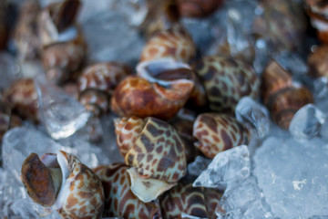 Spotted babylon seafood market Thailand