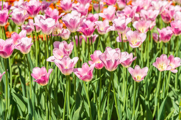 Group of colorful tulips. A pink tulip flower is illuminated by sunlight. Soft selective focus. Bright colorful background with tulips