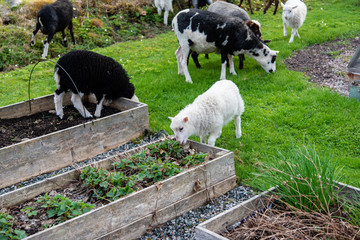 sheep and lamb eating in a garden