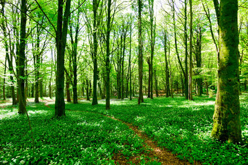 Fototapeta premium Forest Flower