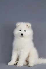 Fototapeta premium Samoyed puppy in the grey studio.