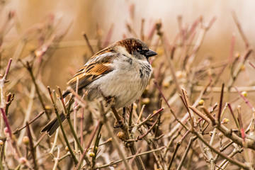 Male or female house sparrow or Passer domesticus is a bird of the sparrow family Passeridae, found...