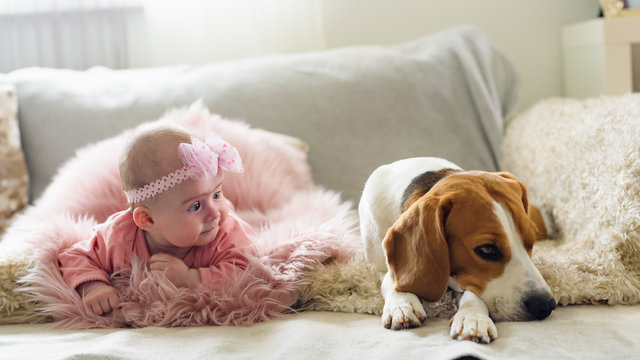 Baby girl with a beagle dog together on a bed in sunny bright room.