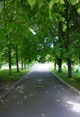 Obraz premium Shady empty alley in the park. Trees in green foliage.