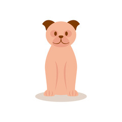 Cute beige pug sits on a white background