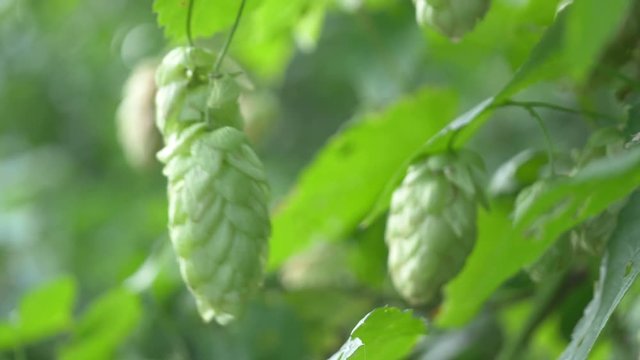 Professional video of twig of hops on the plantation in 4K slow motion 60fps