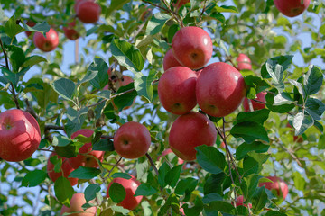 りんご（ふじ）