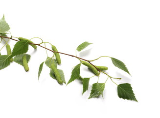 Obraz premium Młoda brzoza gałąź z zielonymi liśćmi i ziarnami odizolowywającymi na białym tle