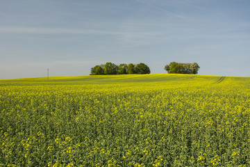 Fototapeta premium Field of rape on the hill and copse