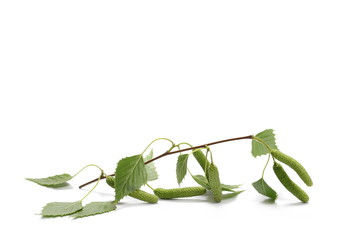 Young birch branch with green leaves and seeds isolated on white background