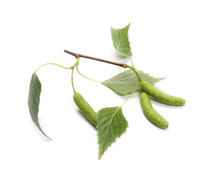 Young birch branch with green leaves and seeds isolated on white background