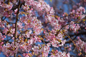 cherry blossom in early spring / 三分咲きの河津桜・ヒガンザクラ - 青空バック