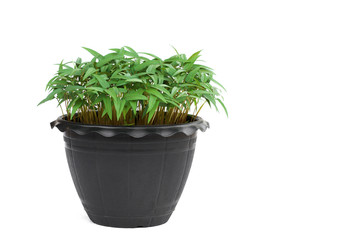 young plants in pot isolate on white background