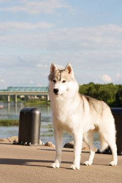 Siberian husky standing in the city background.