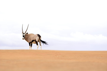 Oryx Antilope in Namibia