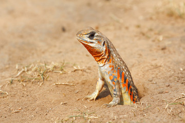 Common butterfly lizard /Butterfly agama (Leiolepis belliana ssp. ocellata) emerge from the burrow