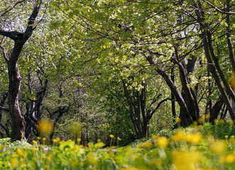 Желто-зеленый весенний пейзаж 