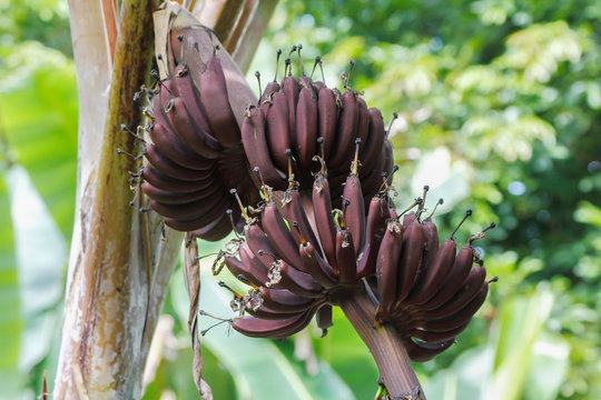 Red banana (Musa acuminata) a triploid cultivar (AAA Group /Cavendish group) of the wild banana