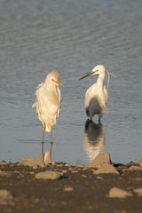 Sığır balıkçılı » Western Cattle Egret » Bubulcus ibis