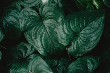 Fototapeten Nahaufnahme von grünen tropischen Pflanzen © nerudol