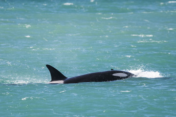Orca Family, Patagonia Argentina