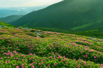 Rhododendron in summer mountains.