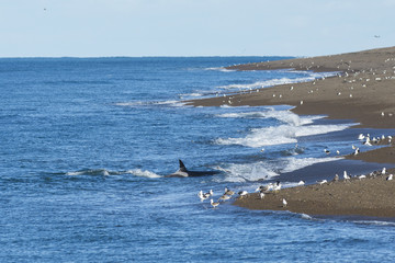 Orca hunting,  Patagonia Argentina