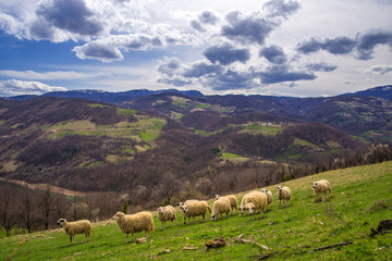 Beautiful vibrant mountain scenery with herd of sheep