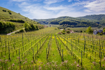 Fototapeta premium A beautiful wineyard nearby Badberg in Kaiserstuhl, Germany. Taken on a nice warm spring afternoon.