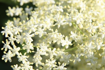 Detail of elderberry flower