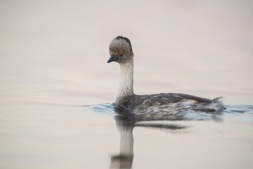 Silvery Grebe , Patagonia, Argentina