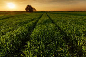 Green wheat field with lonely farmhouse in the sunset
