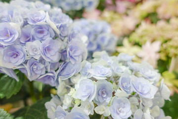 紫陽花の花