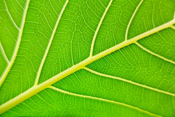 フィカスベンガレンシスの葉