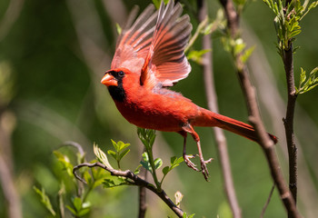 Cardinal in Flight