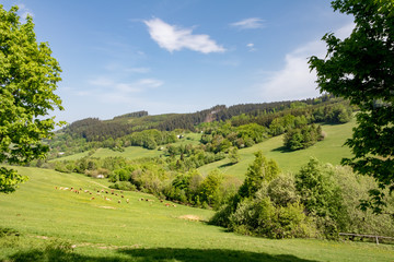 Fototapeta na wymiar Cows on green pasture under blue sky