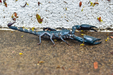 Black Scorpion