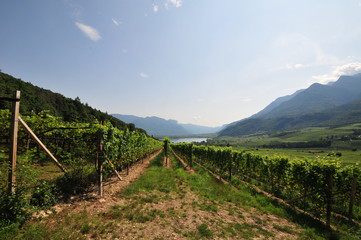 Fototapeta na wymiar Südtirol Plantage