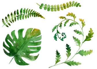 Photo sur Plexiglas Monstera watercolor drawing of tropical leaves