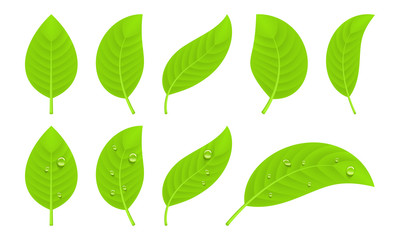 Fototapeta na wymiar Green realistic leaves