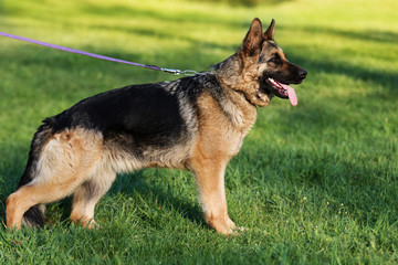 German Shepherd Dog in the Park