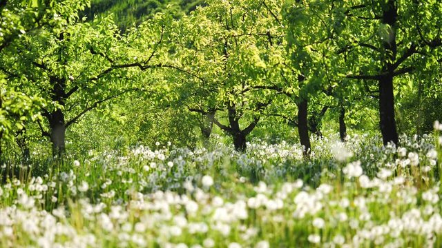 Garden with dandelions on a sunny day