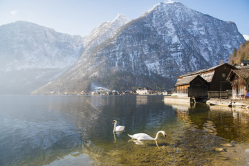 Swans on Hallstatt lake in sunny morning scene on the pier of Hallstatt village with snow mountain...