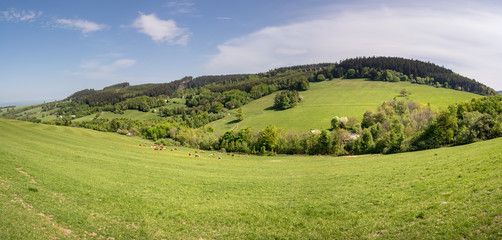 Panoramic view of amazing spring landscape with herd of cows