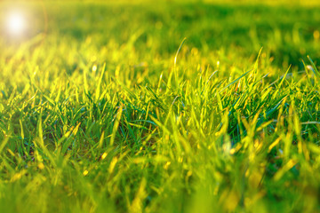 green grass in the rays of the sunset, a beautiful background on the screen saver