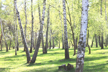 birch trees with white bark in summer in birch grove