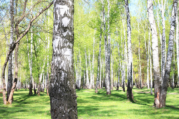 birch trees with white bark in summer in birch grove