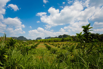 Fototapeta na wymiar Oil palm plantation in Krabi