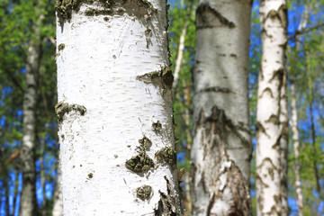 birch trees with white bark in summer in birch grove