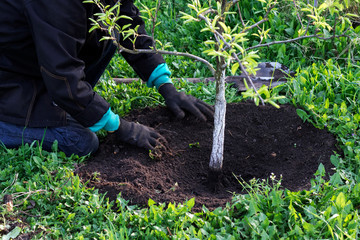 Man plants tree. Man working in garden.